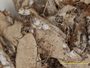 Anaptychia echinata var. pterocarpa image