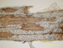 Arthothelium albescens image