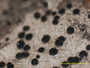 Bacidia violascens image
