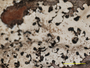 Bulbothrix australiensis image
