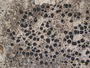 Arthothelium crenulatum image