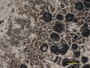 Arthothelium crenulatum image