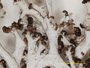 Cladonia cyanescens image