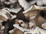 Cladonia clavulifera image