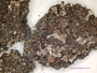 Cladonia clavulifera image