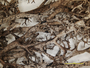 Cladonia halei image