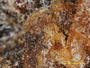 Chaenothecopsis asperopoda image