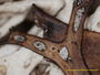 Cladonia arbuscula image