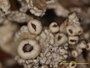 Canoparmelia austroamericana image