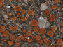 Caloplaca ferruginea f. microcarpa image