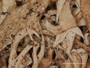 Cladonia dimorphoclada image