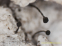 Chaenothecopsis irregularis image