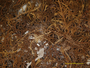Cladonia andereggii image