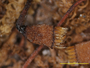 Cladonia andereggii image