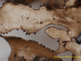 Tuckermanopsis subalpina image