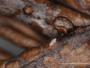 Cladonia alinii image