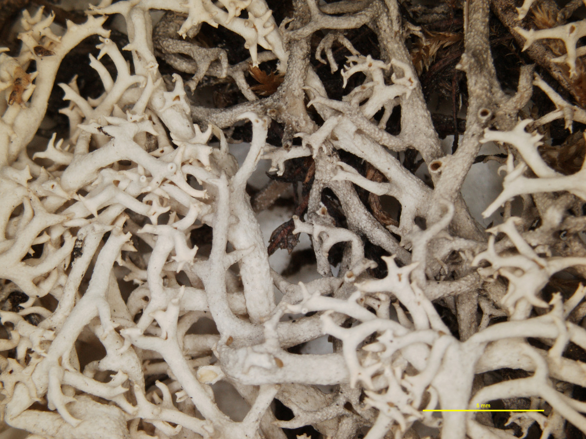 Cladonia conspicua image