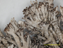 Cladonia atlantica image