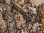 Cladonia artuata image