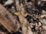 Cladonia artuata image