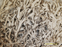 Cladonia crassiuscula image