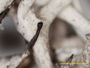 Cladonia crassiuscula image