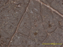 Catillaria oospora image