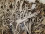 Cladonia atlantica image