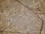 Chiodecton granulatum image