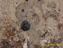 Chiodecton granulatum image