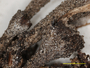 Cladonia cryptochlorophaea image