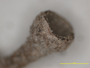 Cladonia cryptochlorophaea image