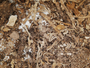 Cladonia decaryana image