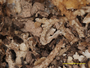 Cladonia decaryana f. cristata image