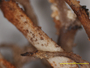 Cladonia chondrotypa image