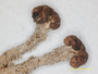Cladonia corymbites image