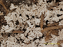 Cladonia aleurophylla image