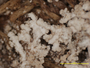 Cladonia aleurophylla image