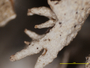 Cladonia lopezii image