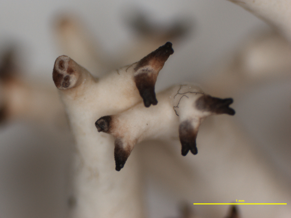 Cladonia argentea image
