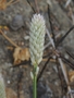 Amaranthaceae - Celosia argentea 'Cristata' 