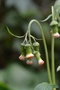 Asteraceae - Crassocephalum crepidioides 