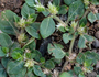 Amaranthaceae - Alternanthera caracasana 