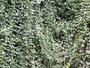 Acanthaceae - Thunbergia grandiflora 