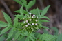Asteraceae - Erechtites valerianifolius 