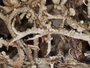 Cladonia furcata f. prolifera image