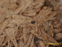 Cladonia endoxantha image