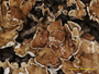 Cladonia guianensis image