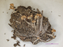 Cladonia mitrula f. pallida image