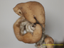 Cladonia mitrula f. pallida image